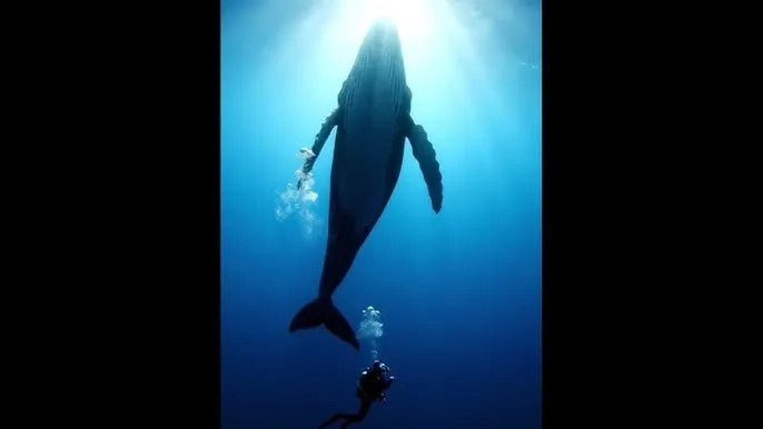 与君初相识免费观看 - 深蓝星球：探索海洋深处的未知世界